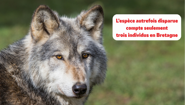 Tirs autorisés sur les loups en Bretagne, un recul inacceptable au service de la démagogie